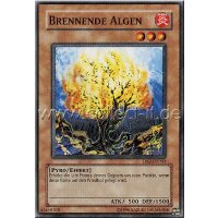 DR2-DE063 Brennende Algen