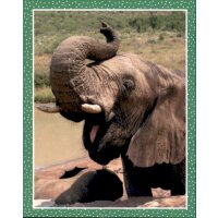 Sticker 6 - National Geographic - Wilde Tiere