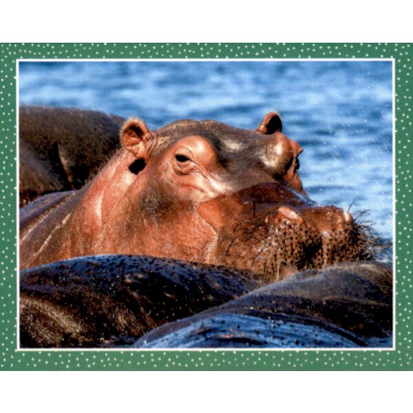 Sticker 8 - National Geographic - Wilde Tiere