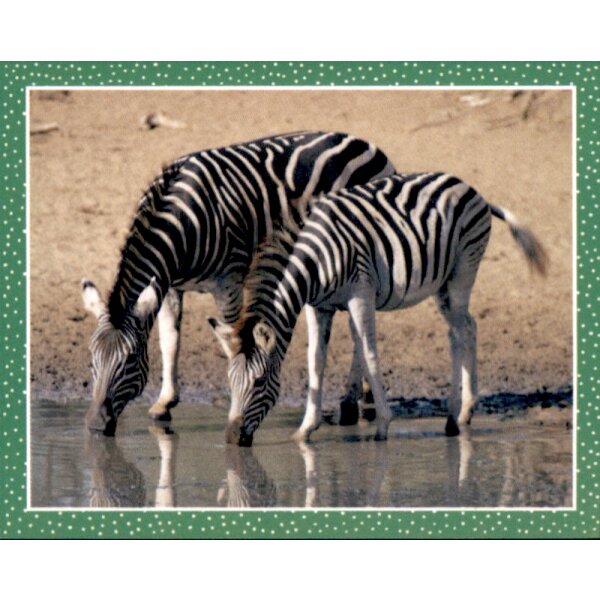 Sticker 13 - National Geographic - Wilde Tiere