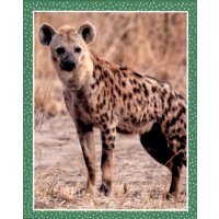Sticker 15 - National Geographic - Wilde Tiere