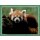 Sticker 32 - National Geographic - Wilde Tiere