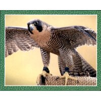 Sticker 44 - National Geographic - Wilde Tiere