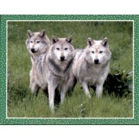 Sticker 55 - National Geographic - Wilde Tiere