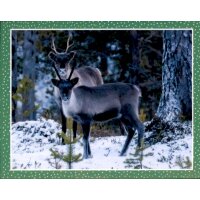 Sticker 57 - National Geographic - Wilde Tiere