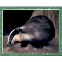 Sticker 59 - National Geographic - Wilde Tiere