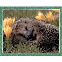 Sticker 65 - National Geographic - Wilde Tiere