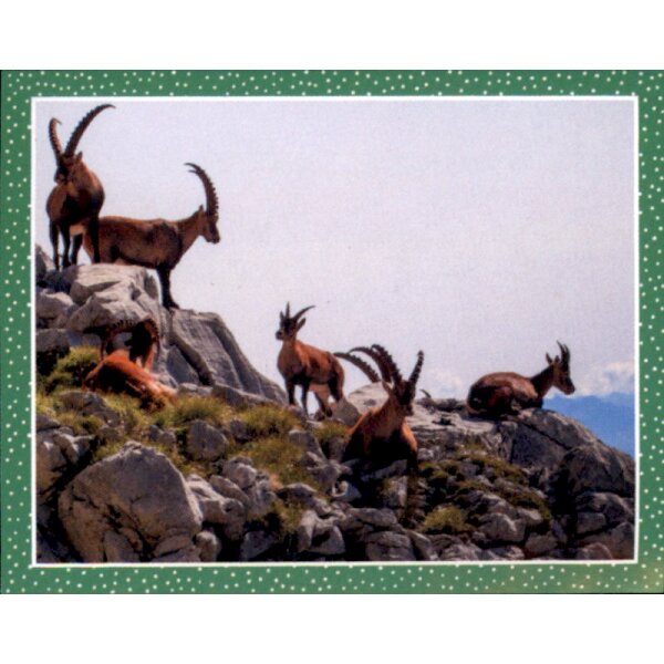 Sticker 67 - National Geographic - Wilde Tiere