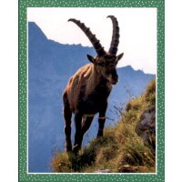 Sticker 68 - National Geographic - Wilde Tiere