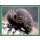 Sticker 72 - National Geographic - Wilde Tiere