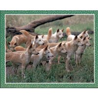 Sticker 77 - National Geographic - Wilde Tiere