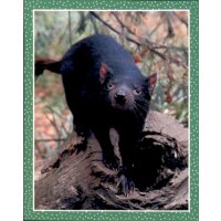 Sticker 82 - National Geographic - Wilde Tiere