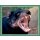 Sticker 83 - National Geographic - Wilde Tiere