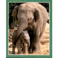 Sticker 88 - National Geographic - Wilde Tiere