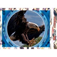 Sticker 95 - National Geographic - Wilde Tiere