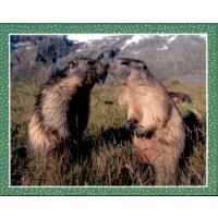 Sticker 110 - National Geographic - Wilde Tiere