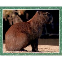 Sticker 117 - National Geographic - Wilde Tiere