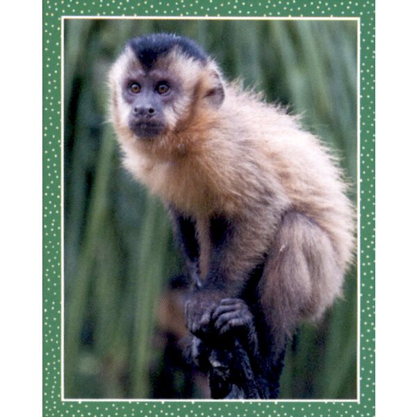 Sticker 126 - National Geographic - Wilde Tiere