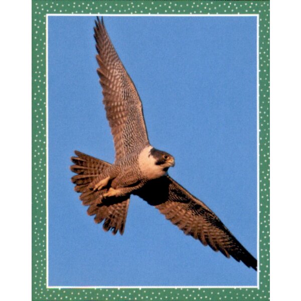 Sticker 134 - National Geographic - Wilde Tiere