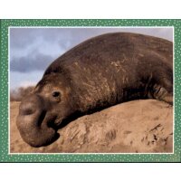 Sticker 150 - National Geographic - Wilde Tiere