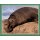 Sticker 150 - National Geographic - Wilde Tiere