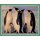 Sticker 156 - National Geographic - Wilde Tiere