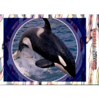 Sticker 158 - National Geographic - Wilde Tiere