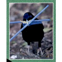 Sticker 163 - National Geographic - Wilde Tiere