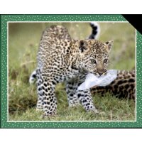 Sticker 167 - National Geographic - Wilde Tiere