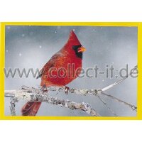 NG-031 - Sticker 031 - Panini National Geographic - Die...