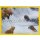 NG-084 - Sticker 084 - Panini National Geographic - Die Welt in Farbe