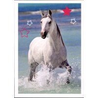 Sticker 19 - Blue Ocean - Horse Club Lieblingspferde