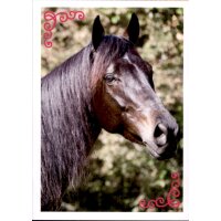 Sticker 23 - Blue Ocean - Horse Club Lieblingspferde