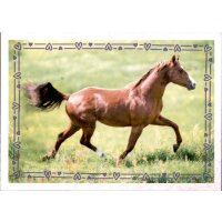 Sticker 99 - Blue Ocean - Horse Club Lieblingspferde
