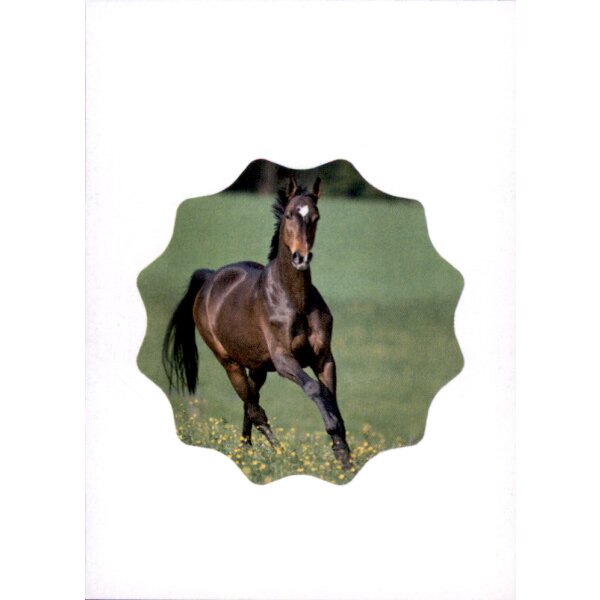 Sticker 136 - Blue Ocean - Horse Club Lieblingspferde