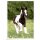 Sticker 172 - Blue Ocean - Horse Club Lieblingspferde